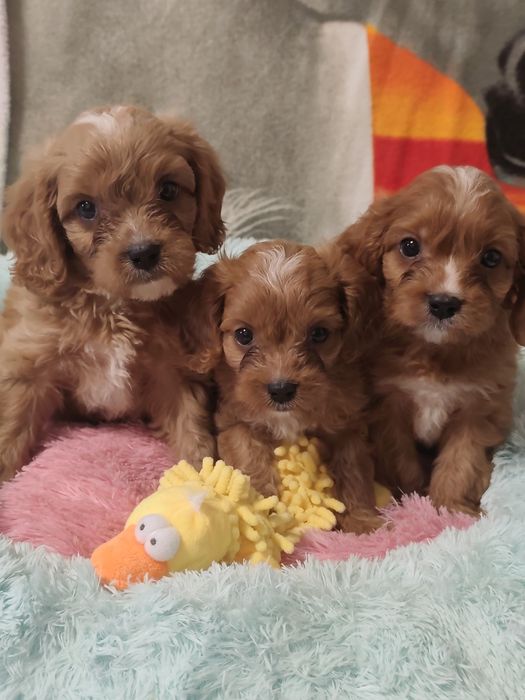 Очаровательные детки КаваПу