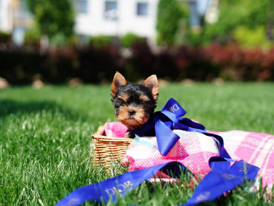 Справжні йоркширські зірки – маленькі, але з великим характером
