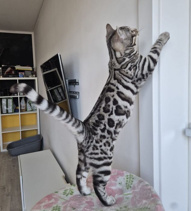 Kot Bengalsk - Silver - z rodowodem FPL