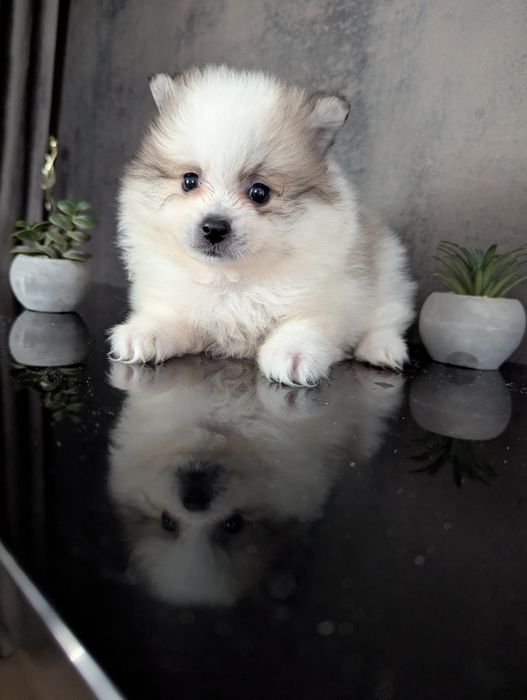 Шпиц! Девочка! Продам