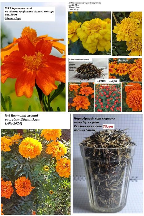 Насіння чорнобривців