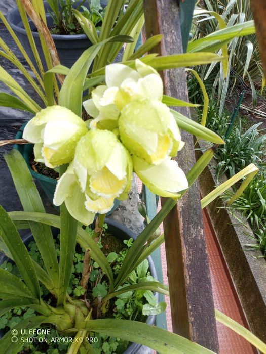 Mudas de orquídeas