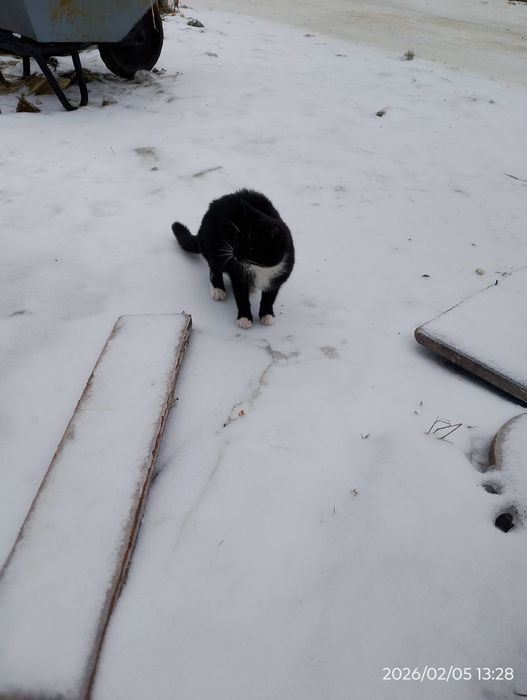 Oddam kociaka za darmo