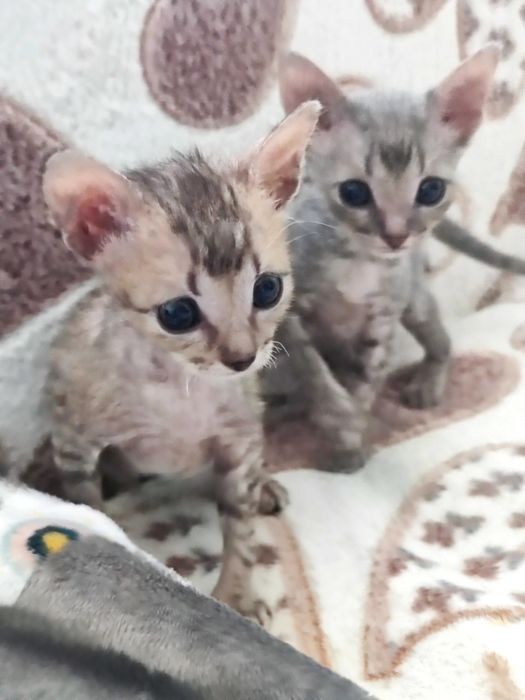 Отдам котят в добрые и ответственные руки
