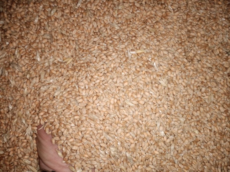 Mieszanka pszenica pszenżyto workowana 25 lub 50 kg