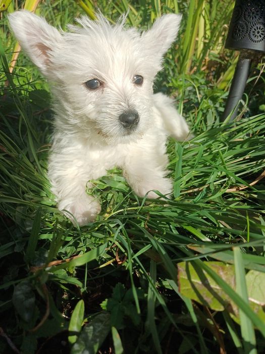 Whest highland white terrier