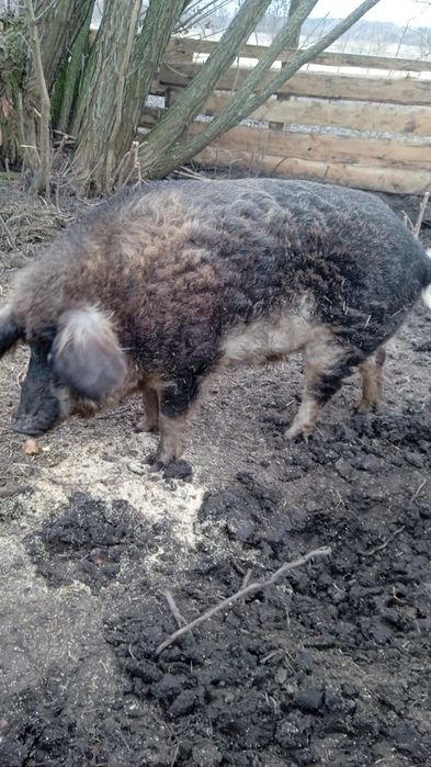 Продам робочого кнура мангалиця