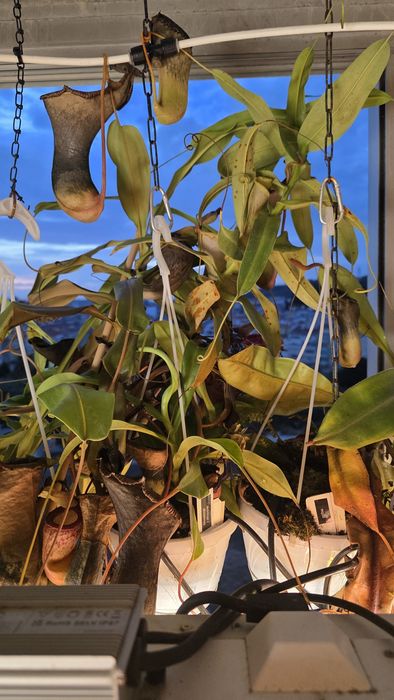 Planta carnívora