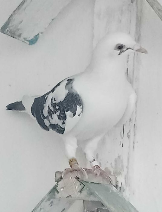 Lindo pombo correio famílias de fundo