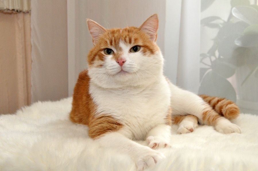 Гарний молоденький котик)