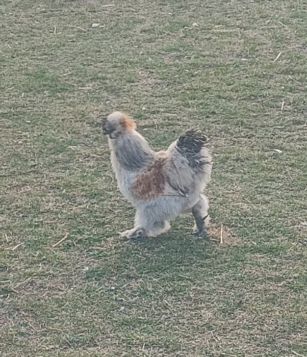 Kogut silka szuka domu