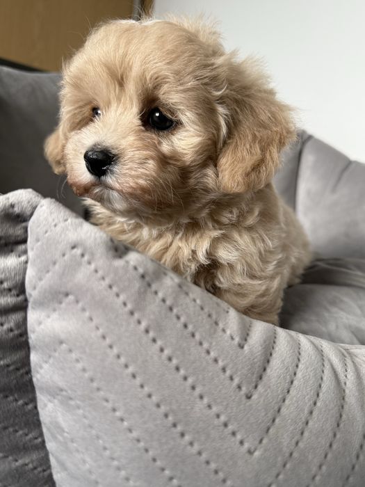 Maltipoo miniaturka piesek z rodowodem