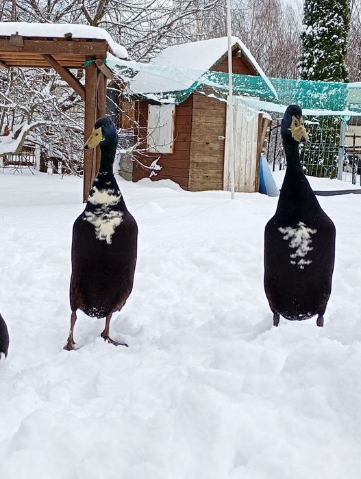 Biegus indyjski  kaczor