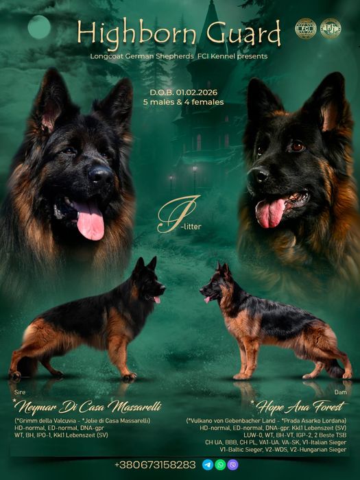 Німецька вівчарка д/ш