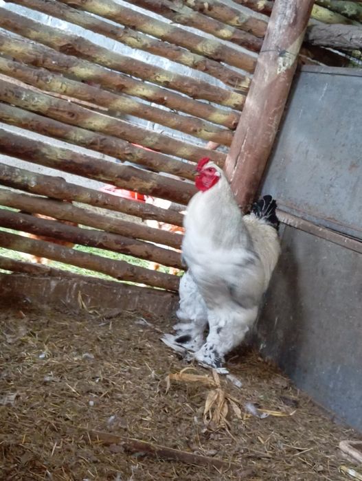 Brahmy gronostajowe