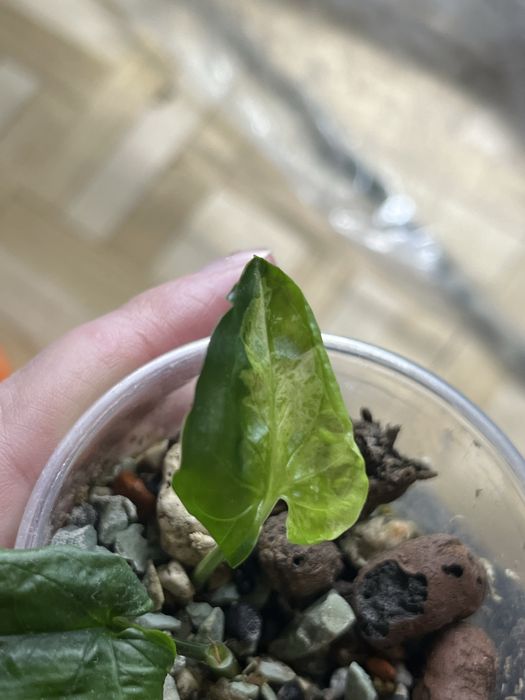 Syngonium mottled mojito