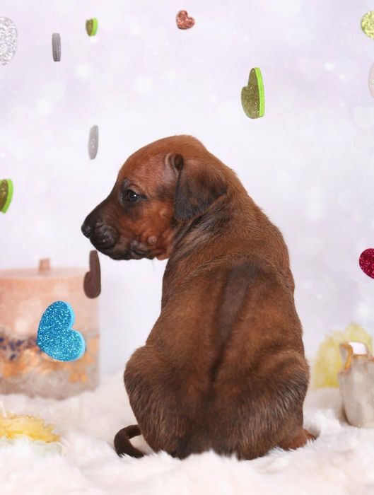 Комедиялық әйел порно видео