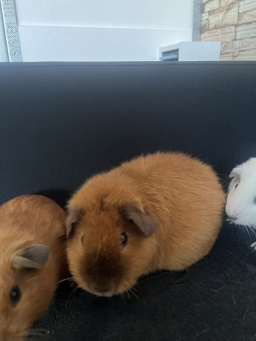 Świnki morskie 7 tygodni