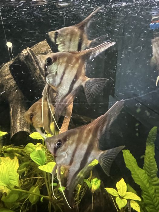 escalar manacapuru red back