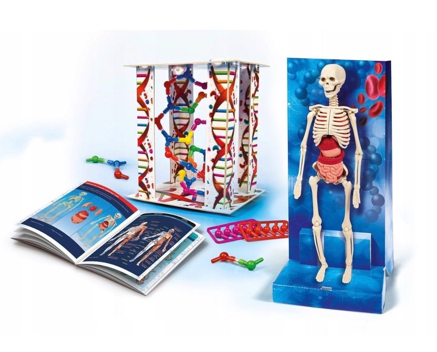 Ciało ludzkie Clementoni gra edukacyjna