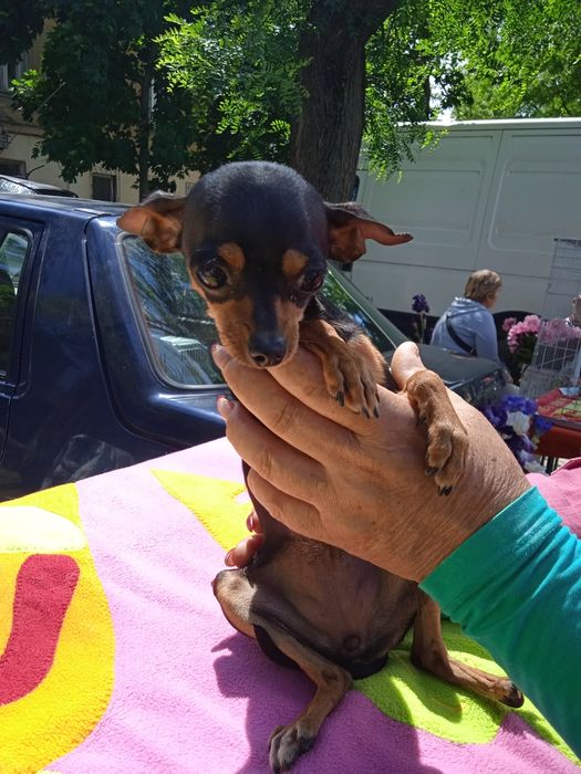 Той терьер  мини