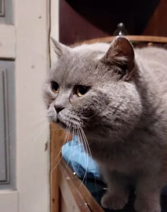 Красунчик британець у добрі руки