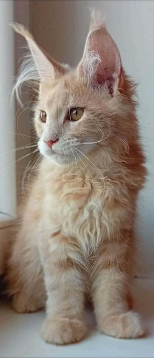Hodowlana kotka  Maine Coon z rodowodem
