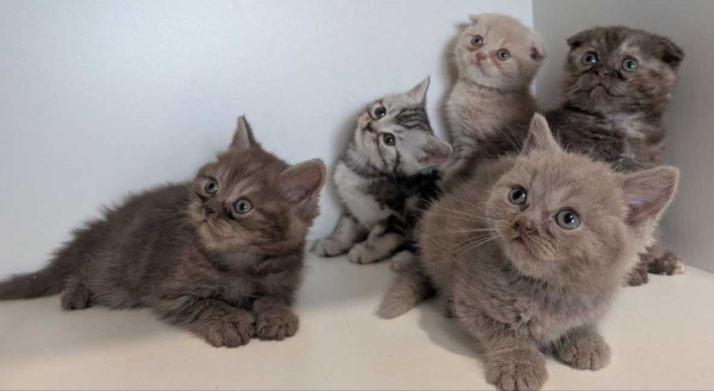 Кошенята Шотландці