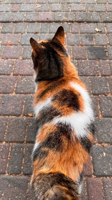 Łódź - Piękna trikolorka szuka domu