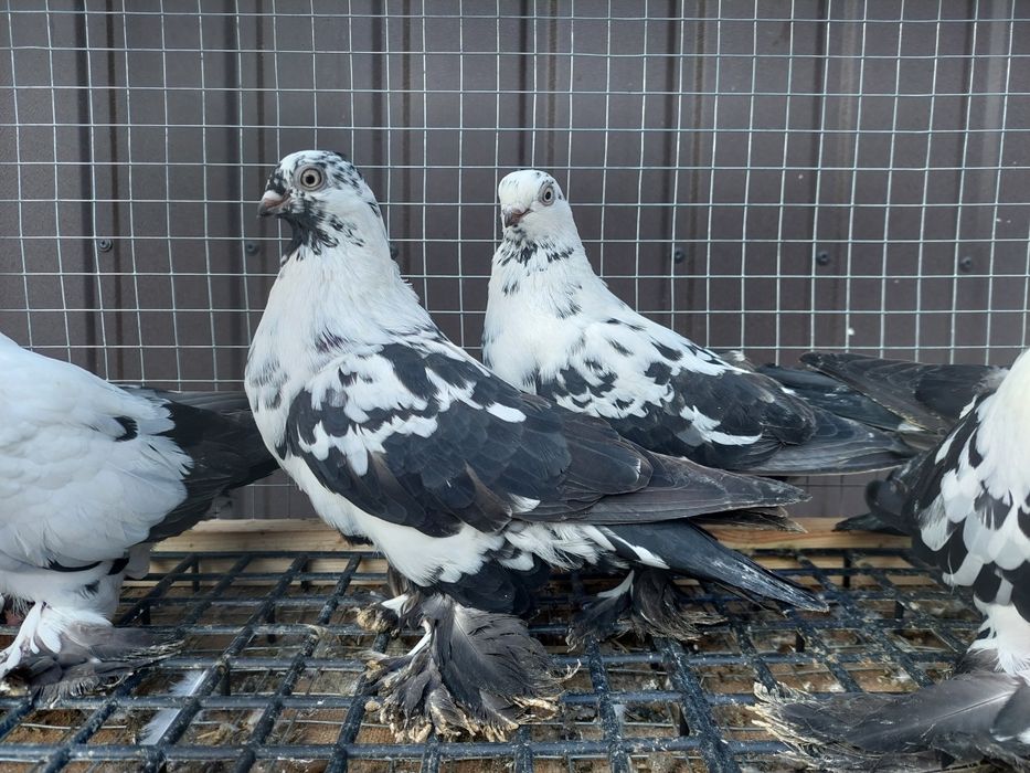 Gołębie. Widyny czarne