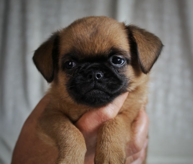 Цуценя грифон брабантський, пті брабансон