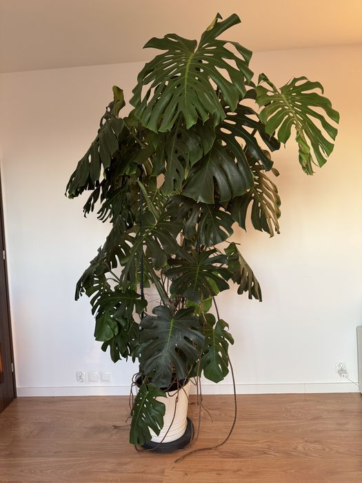 Monstera Deliciosa - piękna, duża