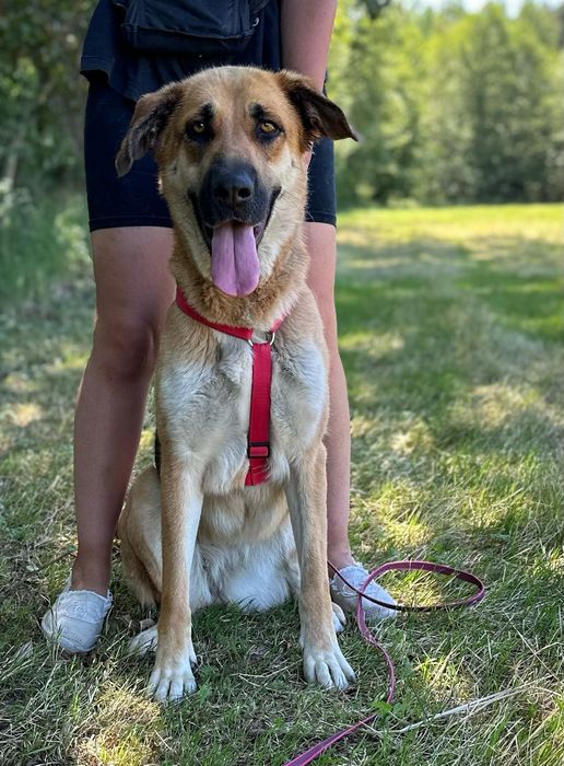 Oddana, kochana i wpatrzona w człowieka sunia czeka na dom