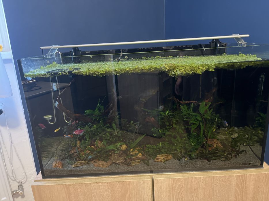 Rośliny pływające