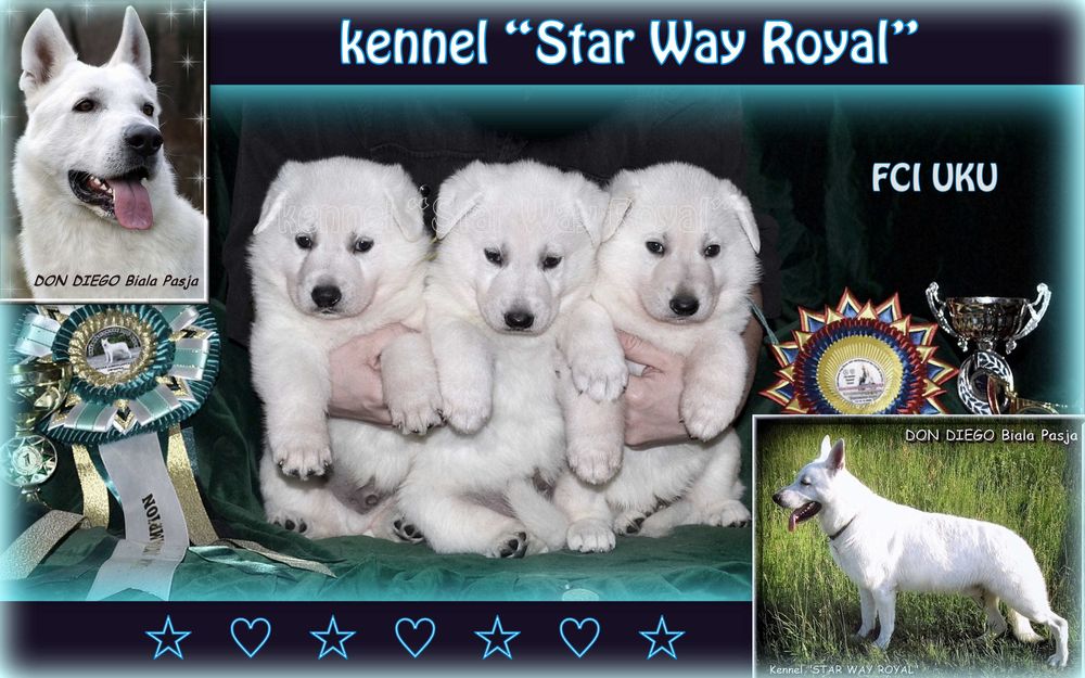 Біла Швейцарська (німецька) Вівчарка / БШВ/БШО, проф.розплідник КСУ