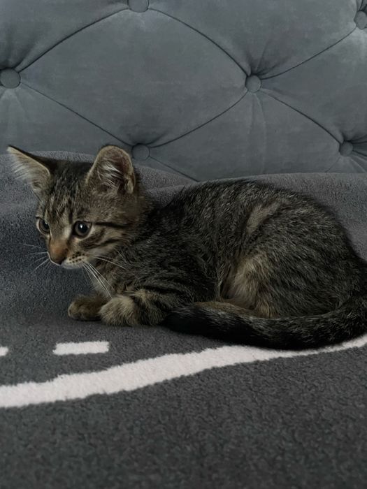 кошеня, три місяці