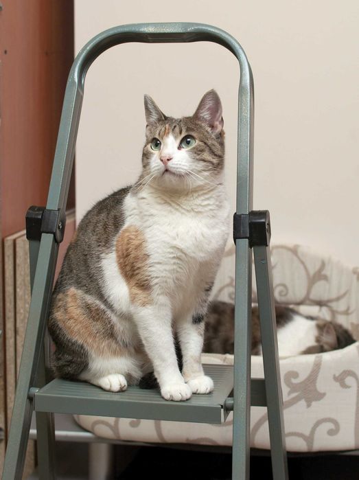 Кошечка Алиса очень хочет домой