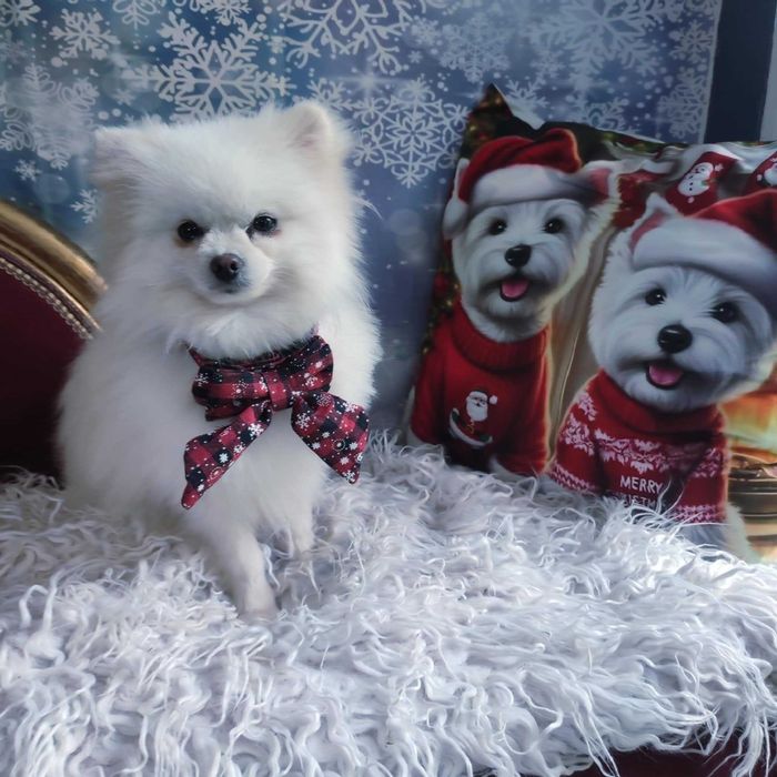 Szpic miniaturowy > młody samiec /paszport/szczepienia/kwarantanna .