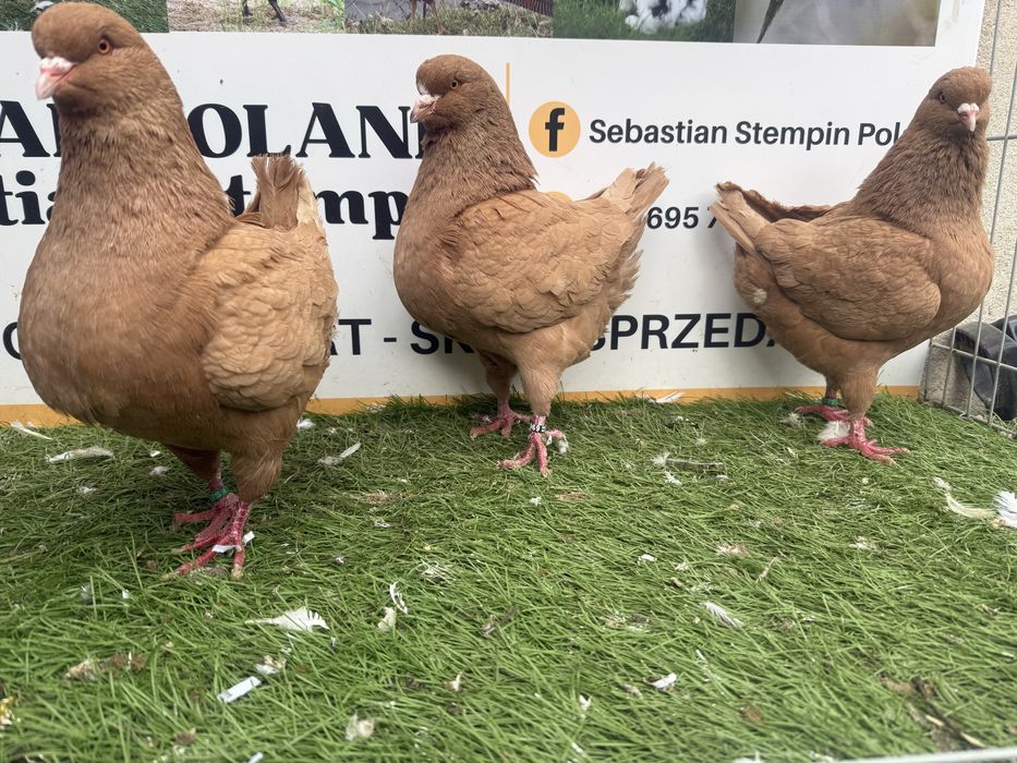 Gołębie. King. Kingi1. Możliwy transport