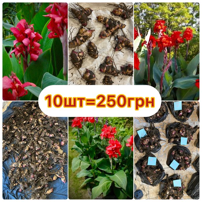 АКЦИЯ 10шт=250грн Канны клубни канн цветы квіти