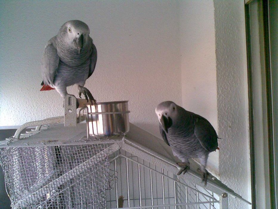 Casal de Papagaios Cinzentos de Cauda Vermelha