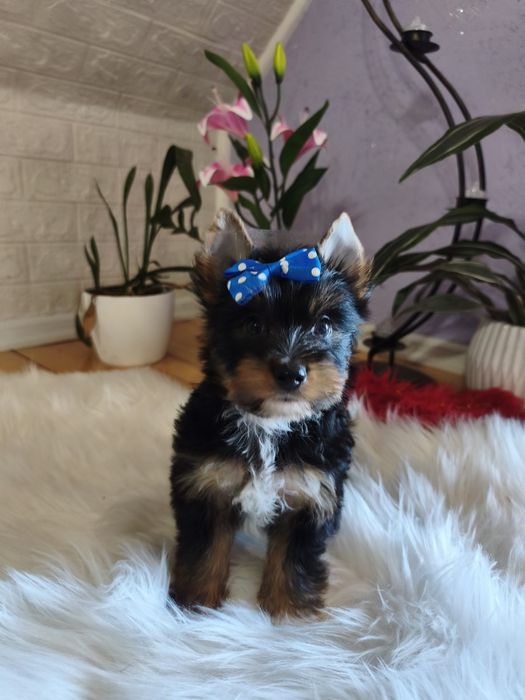 Yorkshire terrier śliczny szczeniaczek