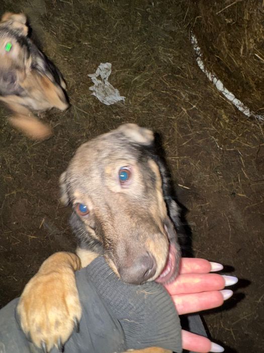 szczeniaczki kundelki