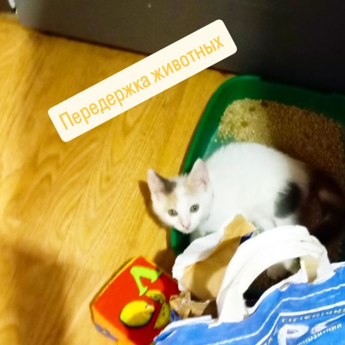 Передержка животных, Котиков и Кошечек