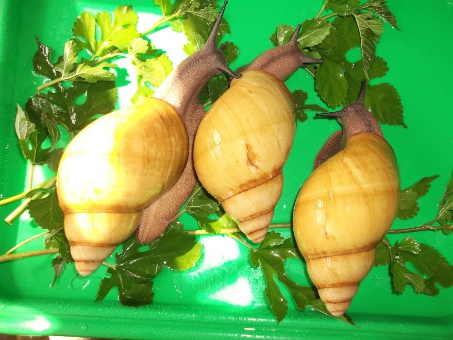 Улитки сухопутн. Детки от Иктерик