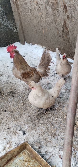 Kury Liliputki kolorowe 2+1