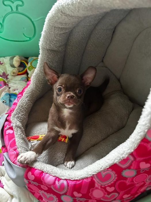 Chihuahua czekoladowy
