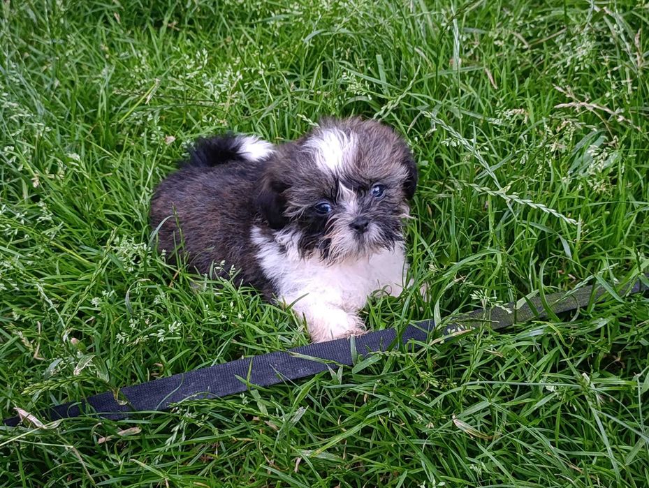Shih-tzu z Rodowodem