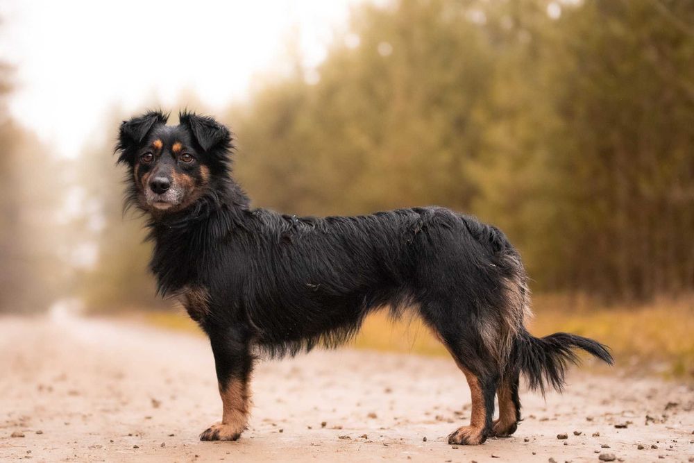 KENLY - pragnąca bliskości sunieczka o wiernych, bursztynowych oczkach