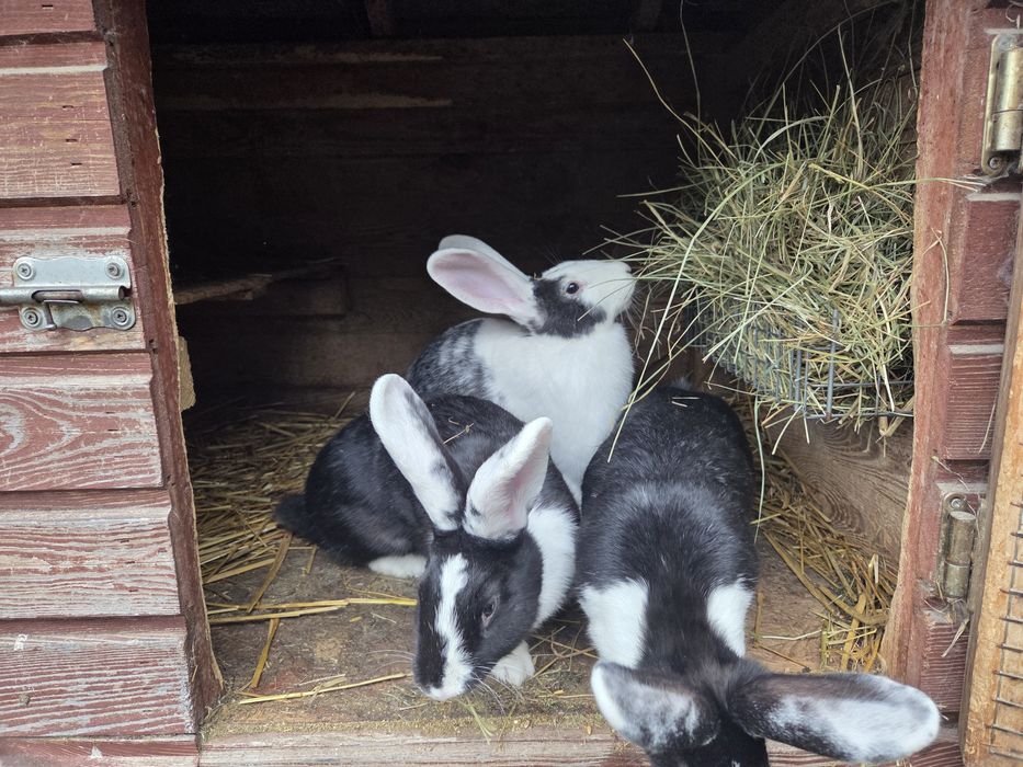 Króliki w różnym wieku i maści